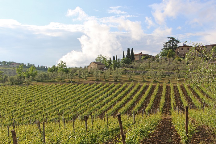 Olivenhaine und Wein in Casanuova di Ama