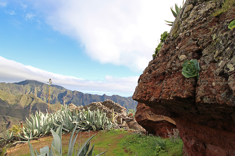 Sukkulenten und Aloe auf La Gomera