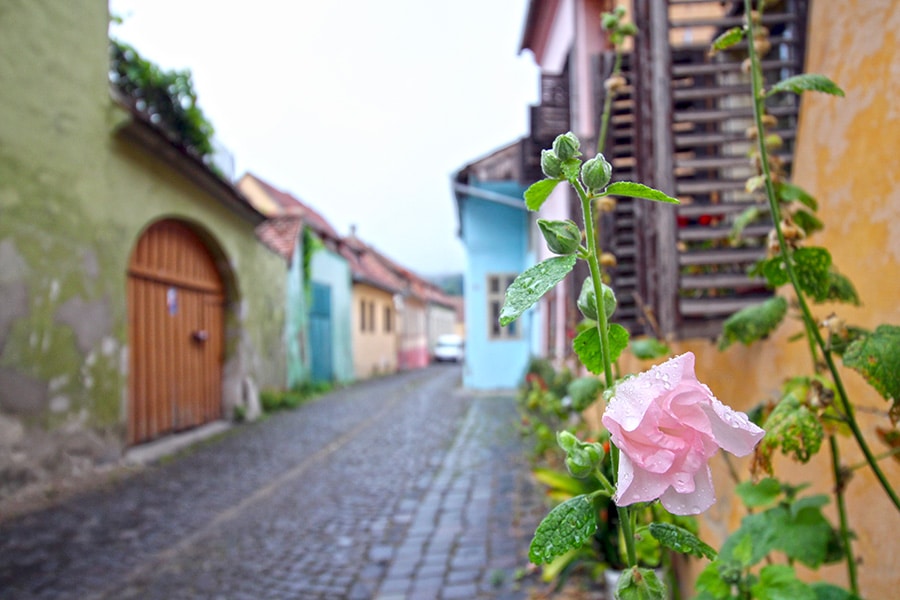 Gasse mit Blumen in Sighisoara / Schässburg