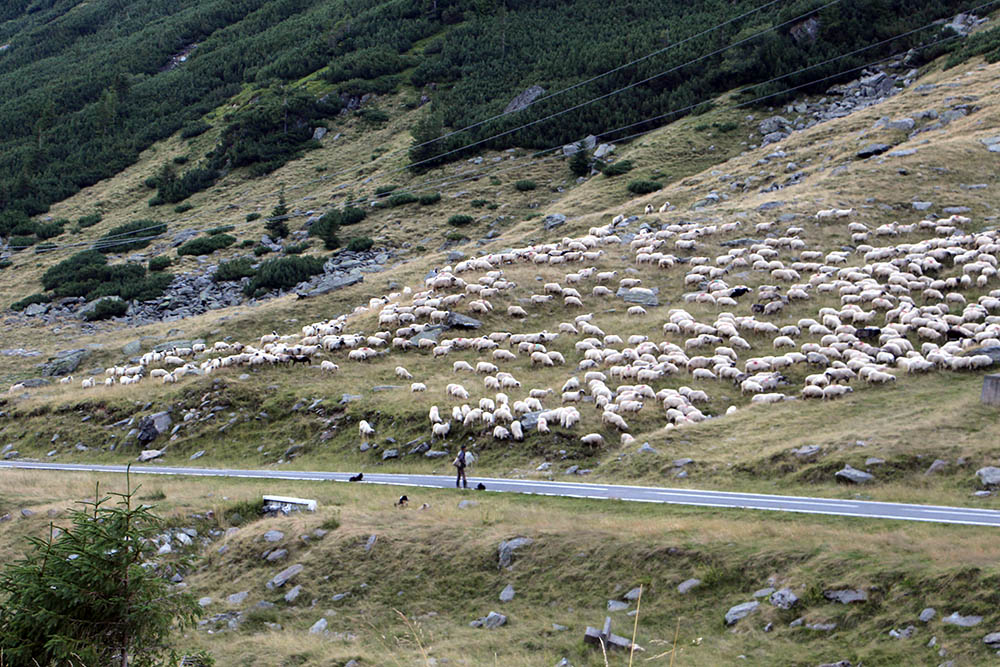 Schafsherde an der Transfagarasan Hochstrasse Rumänien